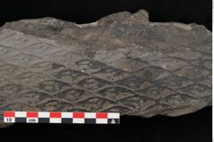 Foto (Detailansicht) von Lepidodendron aculeatum St. (NHMW-GEO-2024-0188-11021)